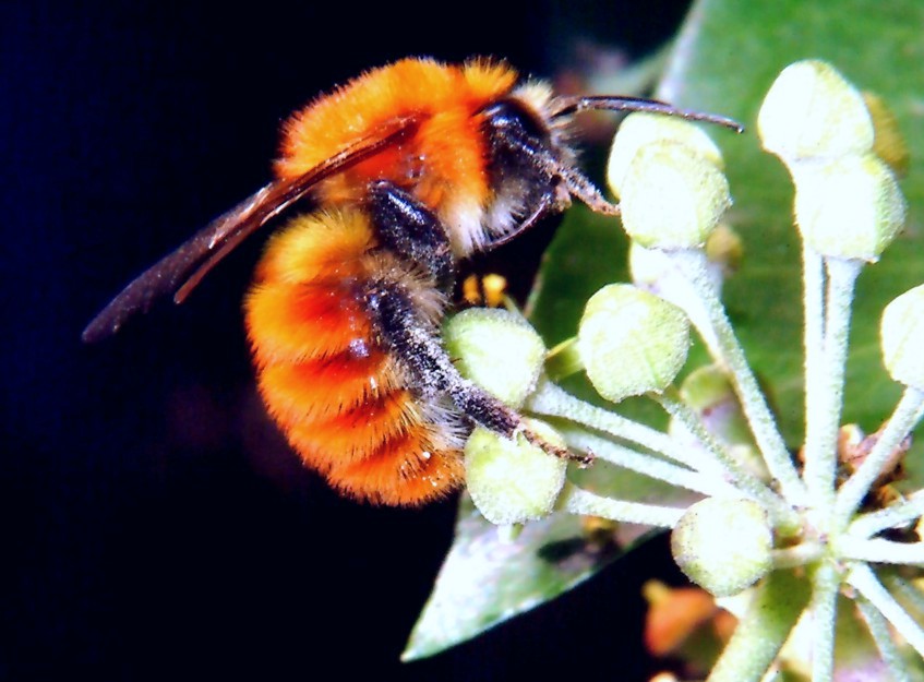 Insetti in volo libero e bombo rosso